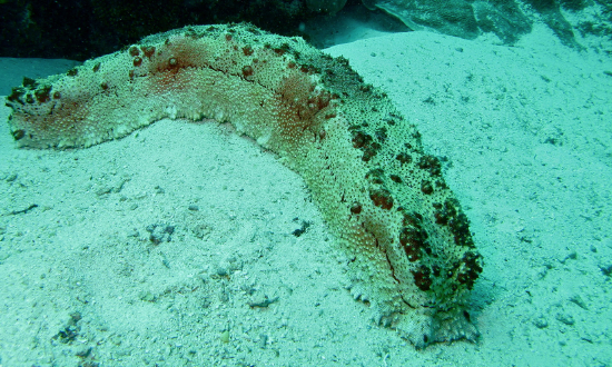  Thelenota anax (Giant Sea Cucumber, Amberfish)